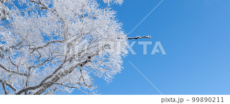 美しい霧氷 美しい霧氷 99890211