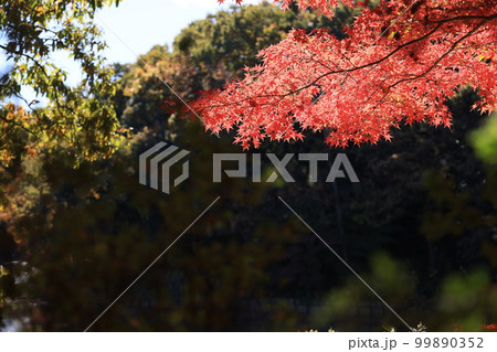 埼玉県比企郡吉見町の八丁湖の秋の風景 99890352