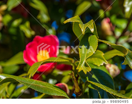 金魚葉椿(キンギョバツバキ)の葉 【葉の先端が金魚の尾ひれのように分かれる珍しい品種】 金魚葉椿(キンギョバツバキ)の葉 【葉の先端が金魚の尾ひれのように分かれる珍しい品種】 99890495