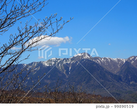 残雪の日光白根山(社山への登山道から) 残雪の日光白根山(社山への登山道から) 99890519