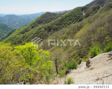 新緑(社山への登山道から) 新緑(社山への登山道から) 99890533