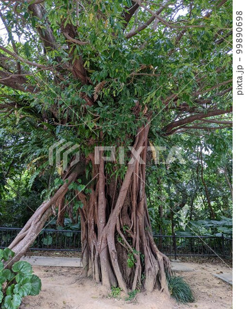 ガジュマル 99890698