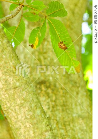 セミの抜け殻 99890706