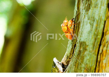 セミの抜け殻 99890707