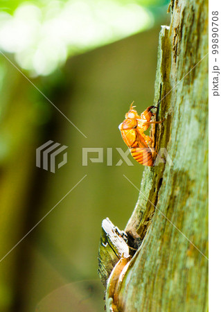 セミの抜け殻 99890708