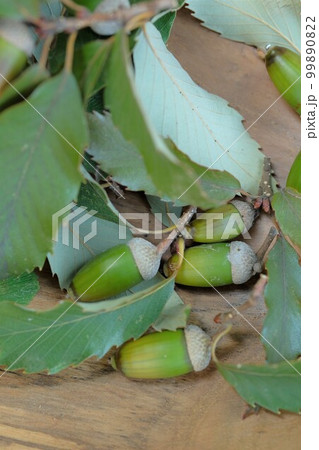 葉のついたドングリ 葉のついたドングリ 99890822