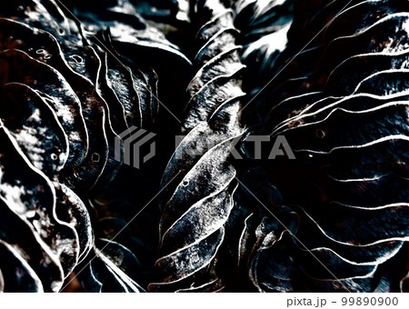 枯れ葉が織りなすライン文様 99890900