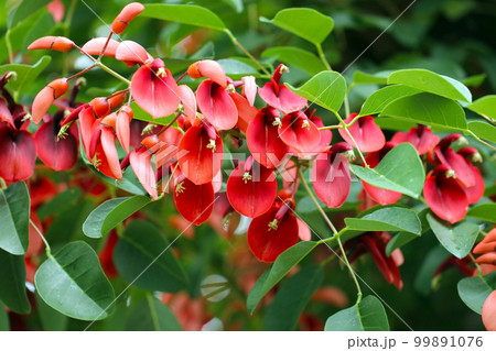 鮮やかな赤い花を咲かせているアメリカデイゴの木、房のように咲く花枝 
