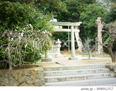 葛原八幡神社の境内にある葛原天満宮と梅 99891257