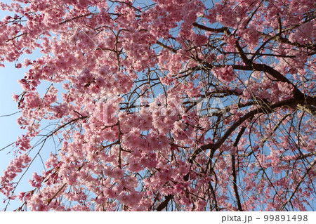 緩やかな時の流れに包みたい枝垂れ桜ー四 緩やかな時の流れに包みたい枝垂れ桜ー四 99891498