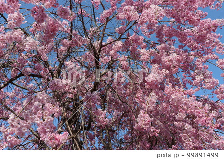 緩やかな時の流れに包みたい枝垂れ桜ー五 緩やかな時の流れに包みたい枝垂れ桜ー五 99891499