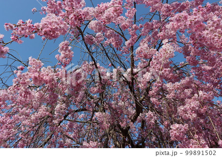 緩やかな時の流れに包みたい枝垂れ桜ー八 99891502