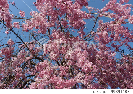 緩やかな時の流れに包みたい枝垂れ桜ー八 99891503