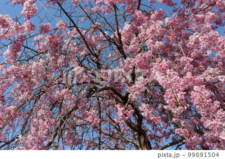 緩やかな時の流れに包みたい枝垂れ桜ー九 緩やかな時の流れに包みたい枝垂れ桜ー九 99891504