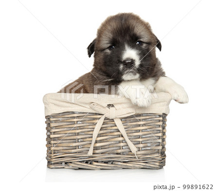 Caucasian Shepherd puppy in a wicker basket Caucasian Shepherd puppy in a wicker basket 99891622