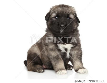 Caucasian Shepherd puppy on a white background Caucasian Shepherd puppy on a white background 99891623
