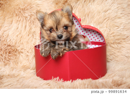 Pomeranian puppy in a red heart-shaped gift box 99891634