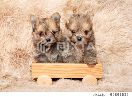 Two Pomeranian puppies on a wooden toy 99891635