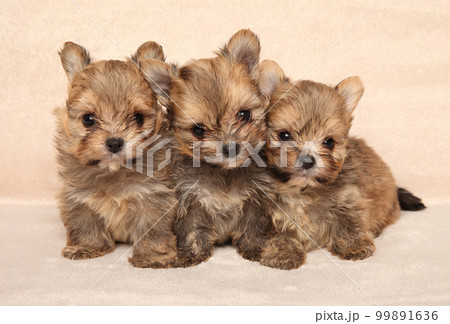 Three tiny Pomeranian puppies 99891636