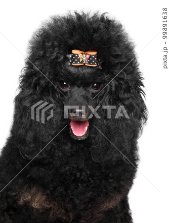 Happy Black Poodle Puppy 99891638