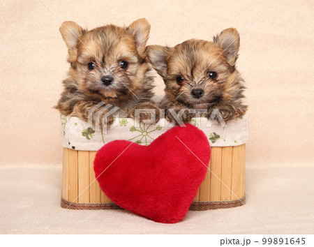 Two Pomeranian puppies in a basket with a red soft pillow Two Pomeranian puppies in a basket with a red soft pillow 99891645