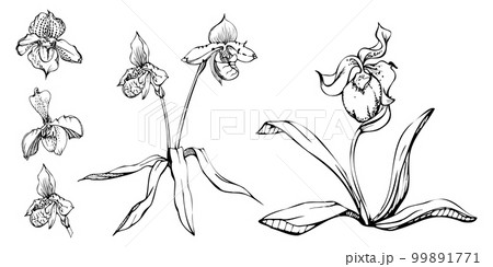 Hand drawn vector ink orchid flowers, stems, leaves, monochrome, detailed outline. Composition with branches. Isolated on white background. Design for wall art, wedding, print, tattoo, cover, card. 99891771