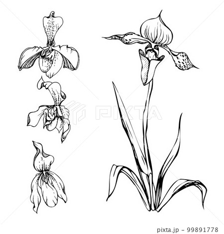 Hand drawn vector ink orchid flowers, stems, leaves, monochrome, detailed outline. Composition with branches. Isolated on white background. Design for wall art, wedding, print, tattoo, cover, card. 99891778
