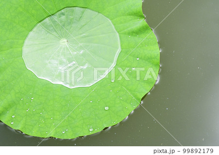 夏の池に浮かぶ丸い大きな緑のハスの葉に丸くたまったきれいで透明な雨の水 99892179