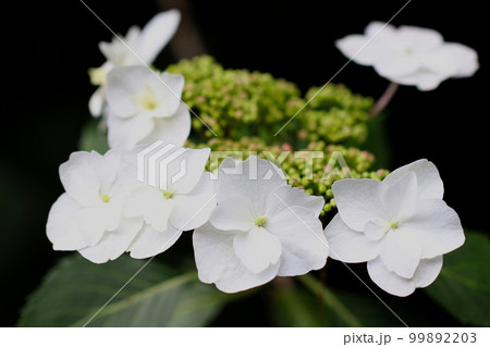 木陰で鮮やかに咲く白いガクアジサイの花。マクロ接写画像。 木陰で鮮やかに咲く白いガクアジサイの花。マクロ接写画像。 99892203