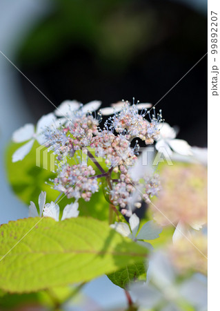 盆栽に仕立てされた小型の淡い青紫色のガクアジサイの花、マクロ接写画像。 99892207