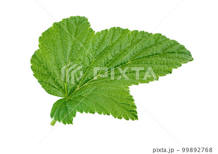 Fresh currant leaf. Isolated on white background. 99892768