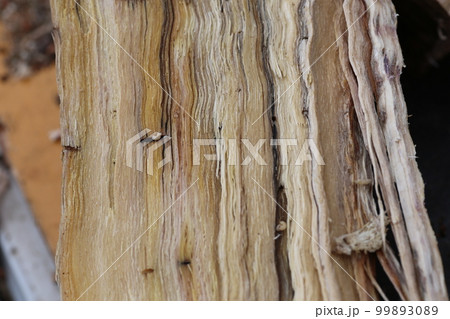 ナラ枯れの原因、カシノナガキクイムシの幼虫と巣孔 ナラ枯れの原因、カシノナガキクイムシの幼虫と巣孔 99893089