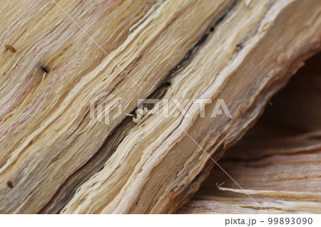 ナラ枯れの原因、カシノナガキクイムシの幼虫と巣孔 99893090