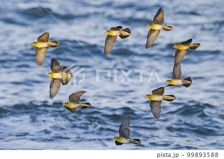 アオバトの群飛 99893588