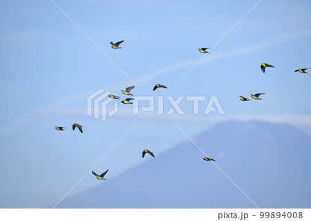 富士山とアオバトの群れ 99894008