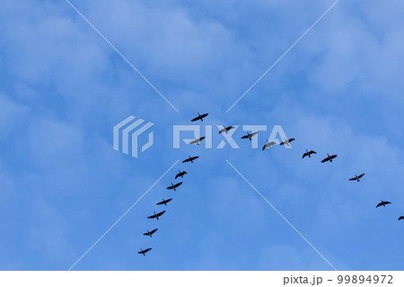 Group of migrating geese birds Group of migrating geese birds 99894972