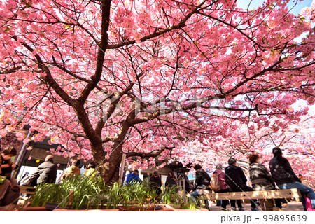 三浦海岸駅前に咲く早咲きサクラ 99895639