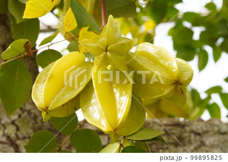 スターフルーツ（ゴレンシ）の黄色い果実 99895825