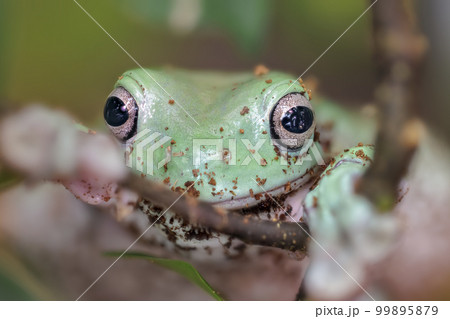 Australian blue tree frog, litoria (Litoria caerulea). 99895879
