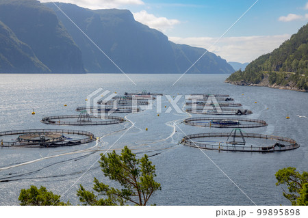 Farm salmon fishing in Norway 99895898