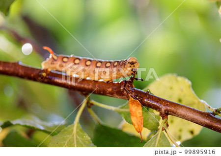 Caterpillar Bedstraw Hawk Moth crawls on a branch during the rain. Caterpillar (Hyles gallii) the bedstraw hawk-moth or galium sphinx, is a moth of the family Sphingidae. 99895916