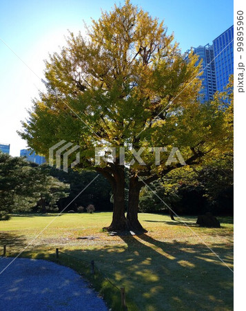 紅葉した銀杏の樹 99895960