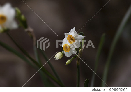 水仙の花 99896263