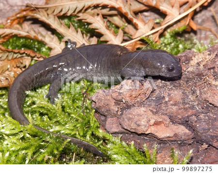 Closeup on the endangered Narrow mouthed salamander, Ambystoma texanum 99897275
