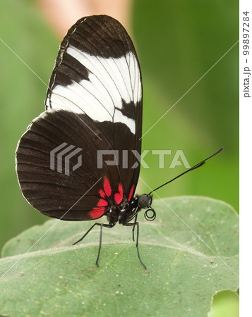Closeup on a colorful nymphalid cydno longwing buttrerfly, Heliconius cydno sitting with closed wings Closeup on a colorful nymphalid cydno longwing buttrerfly, Heliconius cydno sitting with closed wings 99897284