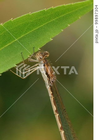 Natural closeup on a Common winter damselfly, Sympecma fusca hanging on a green leaf 99897304