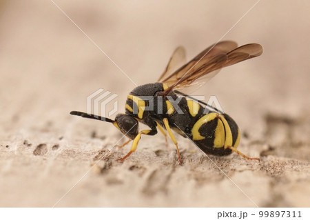 Closeup on a colorful yellow black parasitic wasp, Leucospis dorsigera which parasites solitary bees 99897311