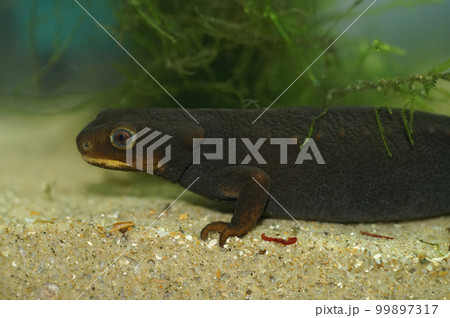Closeup ona dark Taunggyi Crocodile Newt, Tylototriton shanorum, underwater 99897317