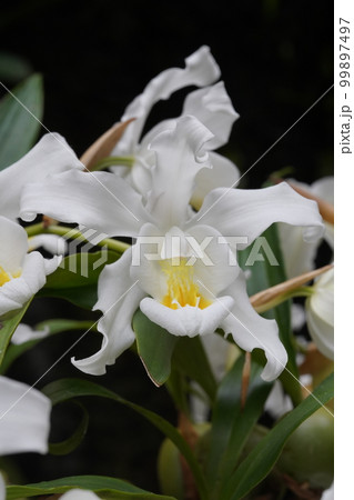 セロジネ・クリスタタ・レモニアナ　Coelogyne cristata f. lemoniana 99897497