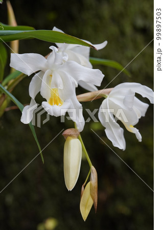 セロジネ・クリスタタ・レモニアナ　Coelogyne cristata f. lemoniana 99897503